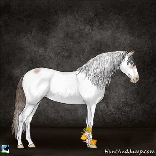 Horse Color:Blue Roan Pearl Splash Tobiano Frame Rabicano 