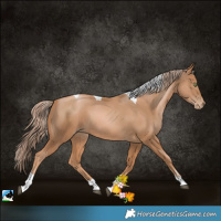 Horse Color:Chestnut Pearl Tobiano