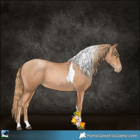 Horse Color:Chestnut Pearl Tobiano
