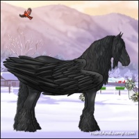 Horse Color:Black  and Black 