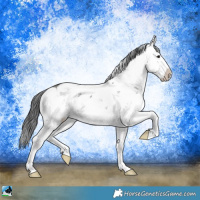 Horse Color:Grullo Mushroom Sabino Splash 