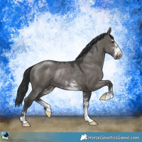 Horse Color:Grullo Mushroom Sabino Rabicano 