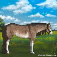 Horse Color:White Spotted Liver Red Dun Brindle 