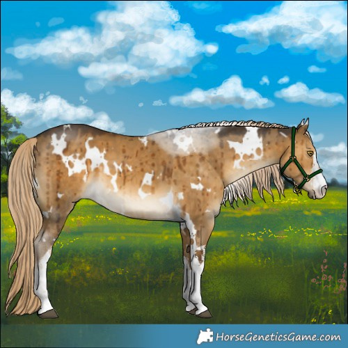 Horse Color:White Spotted Chocolate Palomino Dun Brindle 
