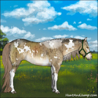 Horse Color:White Spotted Chocolate Palomino Dun Brindle 