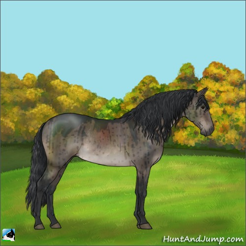 Horse Color:Brown Dun Mushroom Rabicano Brindle 