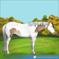 Horse Color:Buckskin Dun Splash Tobiano Rabicano