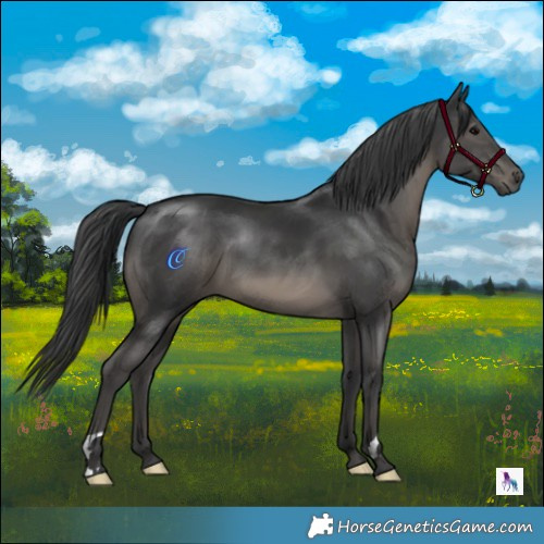 Horse Color:Black 