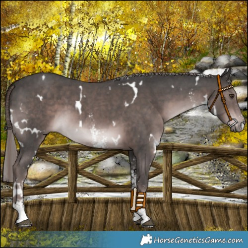 Horse Color:Platinum White Spotted Liver Chestnut Sabino 