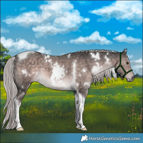 Horse Color:Platinum White Spotted Chocolate Palomino Tobiano