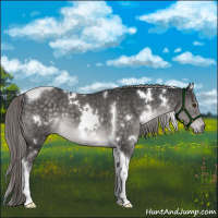 Horse Color:Platinum White Spotted Chocolate Palomino Tobiano 