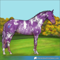 Horse Color:Watercolor White Spotted Liver Chestnut Rabicano 