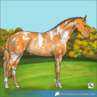 Horse Color:Watercolor White Spotted Liver Chestnut Rabicano 