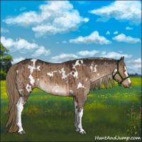 Horse Color:White Spotted Liver Red Dun Brindle 