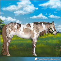 Horse Color:White Spotted Liver Red Dun Brindle 