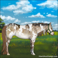 Horse Color:White Spotted Liver Red Dun Brindle 