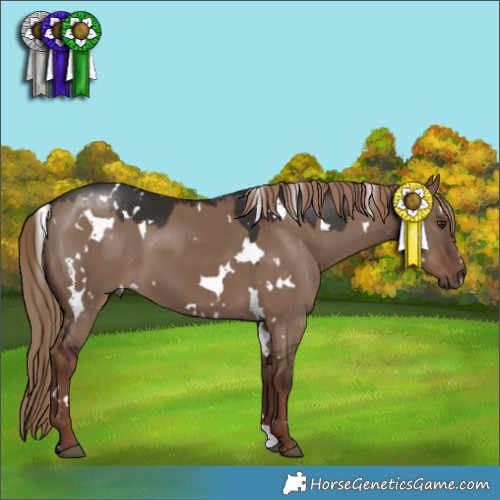 Horse Color:White Spotted Liver Red Dun 