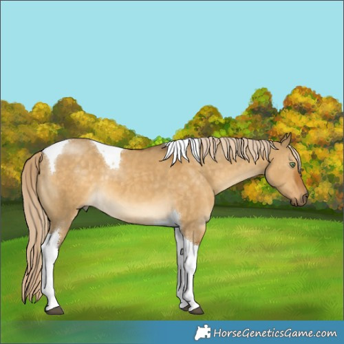 Horse Color:Chocolate Palomino Dun Tobiano 