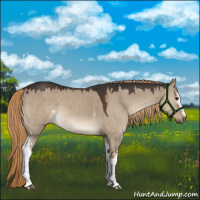 Horse Color:White Spotted Liver Red Dun 