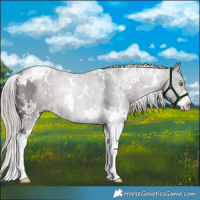 Horse Color:Platinum White Spotted Liver Red Dun Sabino 