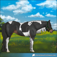 Horse Color:Liver Chestnut Tobiano 