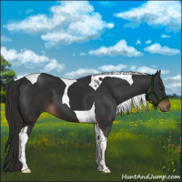 Horse Color:Liver Chestnut Tobiano 