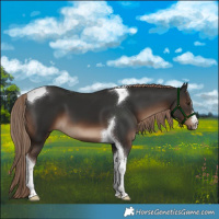 Horse Color:Liver Chestnut Tobiano 