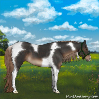 Horse Color:Liver Chestnut Tobiano 