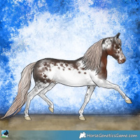 Horse Color:Liver Chestnut Mushroom Splash Frame Rabicano 