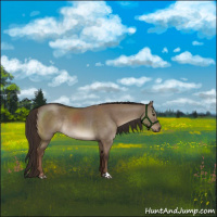 Horse Color:Liver Red Dun Sabino 