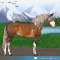 Horse Color:Chocolate Palomino Sabino Tobiano