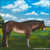 Horse Color:Liver Chestnut Tobiano 