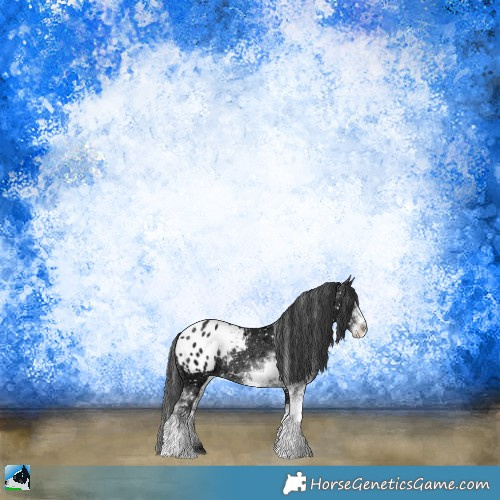 Horse Color:Black Ice Sabino Appaloosa Rabicano