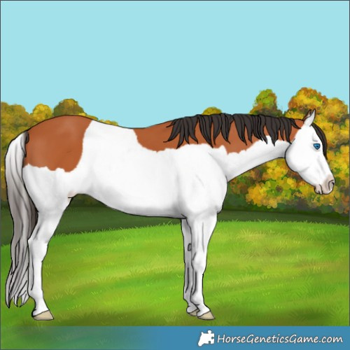 Horse Color:Bay Splash