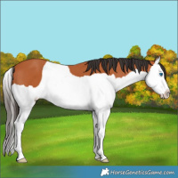 Horse Color:Bay Splash 