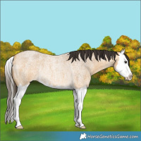 Horse Color:Buckskin Roan Splash Rabicano