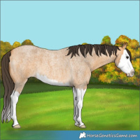 Horse Color:Buckskin Roan Splash 