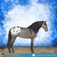 Horse Color:Grullo Appaloosa 