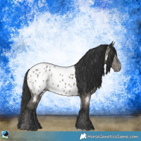 Horse Color:Grullo Near Leopard