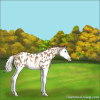 Horse Color:Gray Silver Classic Champagne Splash Near Leopard Rabicano 