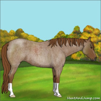 Horse Color:Gray Red Roan