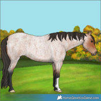 Horse Color:Bay Roan 