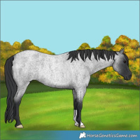 Horse Color:Blue Roan Rabicano