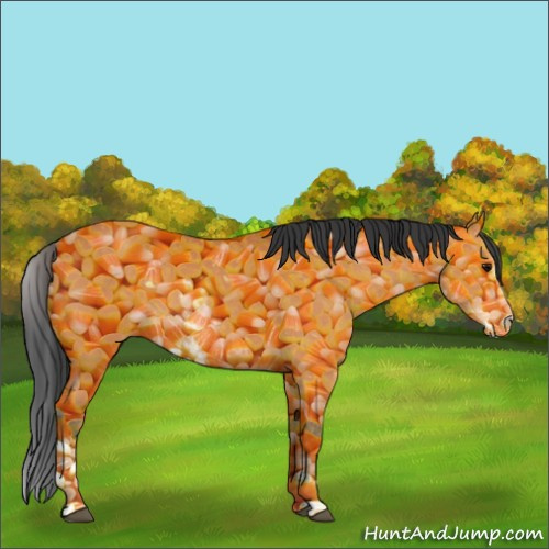 Horse Color:Bay Sabino 