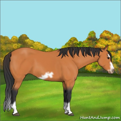 Horse Color:Bay Splash Frame 
