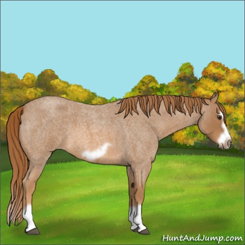 Horse Color:Red Roan Splash Frame 