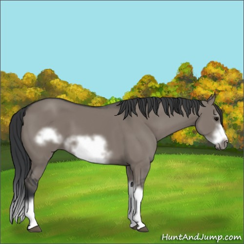 Horse Color:Grullo Splash Frame 