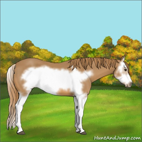 Horse Color:Chestnut Splash Frame 