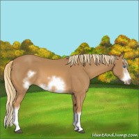 Horse Color:Chestnut Splash Frame 