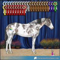 Horse Color:White Spotted Brown Sabino 